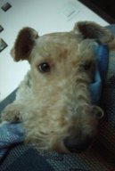 Fox Terrier Wire