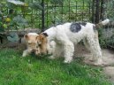Fox Terrier Wire