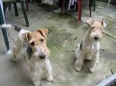Fox Terrier Wire