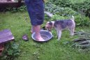 Fox Terrier Wire
