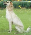 Himalayan Sheepdog
