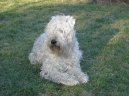 Irish Soft Coated Wheaten Terrier