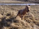 Irish Terrier