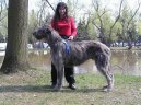 Irsk� vlkodav