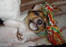 Jack Russell Terrier