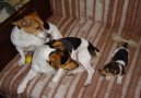 Jack Russell Terrier