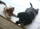 Jack Russell Terrier