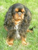 Cavalier King Charles Spaniel