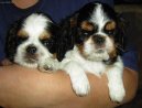 Cavalier King Charles Spaniel