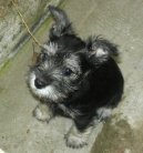 Zwergschnauzer, Miniature Schnauzer
