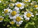 Tanacetum parthenium L.