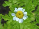 Tanacetum parthenium L.