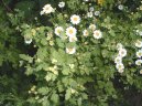 Tanacetum parthenium L.