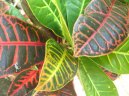 Codieum variegatum pictum