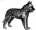Chien de Berger Belge - Laekenois