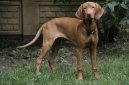 Rövidszörü Magyar Vizsla, Hungarian Short-haired Pointing Dog