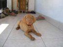 Rövidszörü Magyar Vizsla, Hungarian Short-haired Pointing Dog