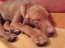 Rövidszörü Magyar Vizsla, Hungarian Short-haired Pointing Dog