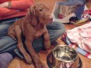 Rövidszörü Magyar Vizsla, Hungarian Short-haired Pointing Dog