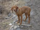 Rövidszörü Magyar Vizsla, Hungarian Short-haired Pointing Dog