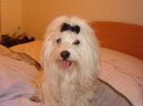 Maltese