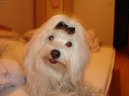 Maltese