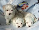 Maltese