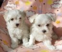 Maltese