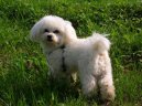 Maltese