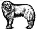 Cane da Pastore Maremmano-Abruzzese