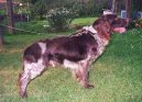 Deutscher Wachtelhund, German Spaniel
