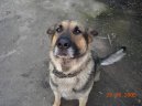 German Shepherd Dog
