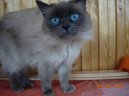 Neva cat, Neva Masquarade