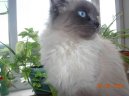 Neva cat, Neva Masquarade