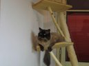 Neva cat, Neva Masquarade