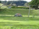 New Zealand