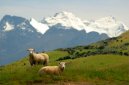 New Zealand