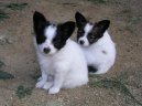 Papillon
