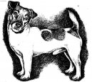 Parson Russel Terrier