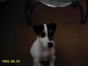 Parson Russel Terrier