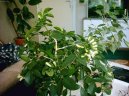 Murraya paniculata
