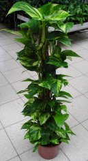 Scindapsus