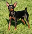PRAGUE RATTER