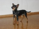 PRAGUE RATTER