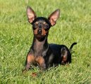 PRAGUE RATTER
