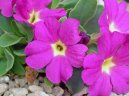 Primula