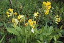 Primula