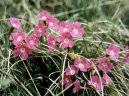 Primula