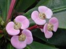 Euphorbia milii