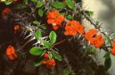 Euphorbia milii